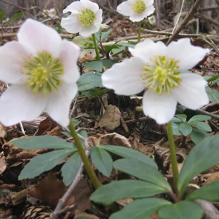 Haus Moser Wörschach