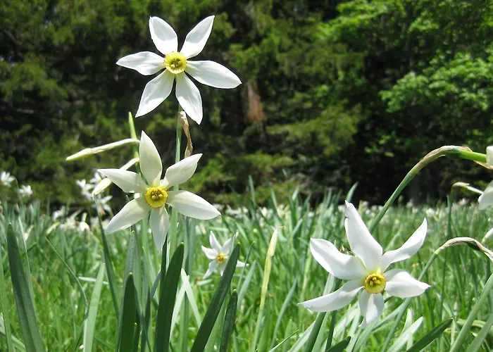 Homestay Haus Moser Worschach